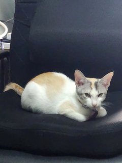 Sky & Juju - Domestic Short Hair Cat
