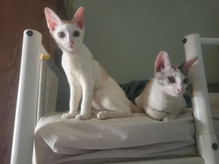 Sky & Juju - Domestic Short Hair Cat