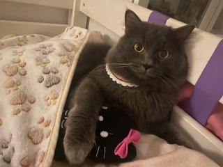 Marceline - British Shorthair + Domestic Long Hair Cat