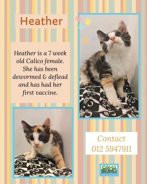 Feather And Heather Adopted - Calico + Domestic Medium Hair Cat