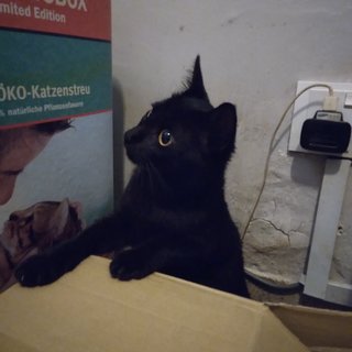 Little Black Power Bank - Domestic Short Hair Cat