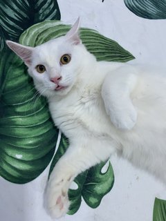 Cloud🤍 - Turkish Angora Cat