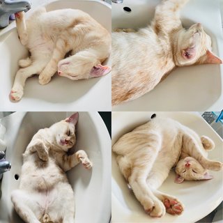 Xiu Fan &amp; Xiu Pak Miao - Domestic Medium Hair Cat