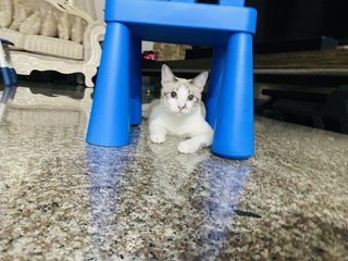 Xiu Fan &amp; Xiu Pak Miao - Domestic Medium Hair Cat