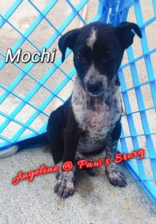 Mochi - Australian Shepherd Mix Dog