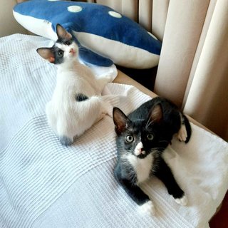 Stella & Luna - Domestic Short Hair Cat