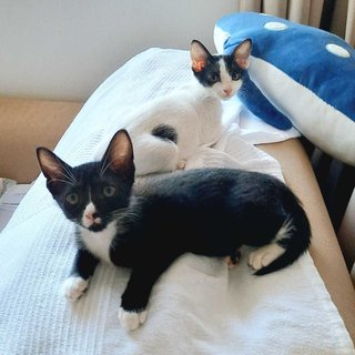 Stella & Luna - Domestic Short Hair Cat