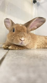 Cookie - Holland Lop Rabbit