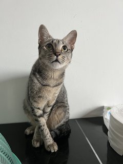Mimi And Susu - Domestic Short Hair Cat