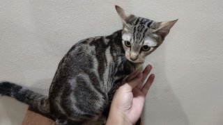 Snow &amp; Leo - Bengal + Domestic Short Hair Cat