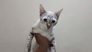 Snow &amp; Leo - Bengal + Domestic Short Hair Cat