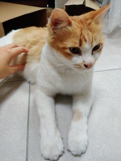 Bailey - Domestic Medium Hair Cat