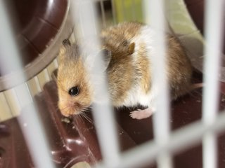Choco - Syrian / Golden Hamster Hamster