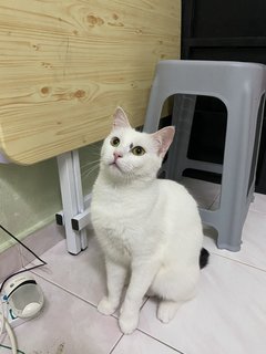 雪花  - Domestic Medium Hair Cat