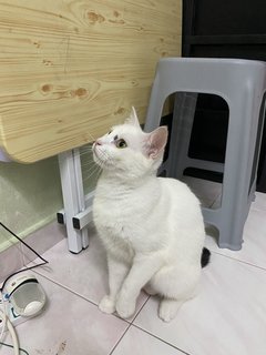 雪花  - Domestic Medium Hair Cat