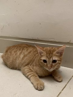 Bocil - Domestic Medium Hair + Domestic Short Hair Cat