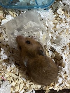 Jimmy - Syrian / Golden Hamster Hamster
