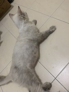 Mimy - Persian + Domestic Medium Hair Cat