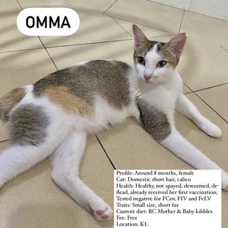 Omma - Domestic Short Hair Cat