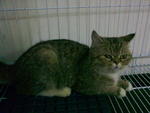 Maruku - Domestic Short Hair Cat