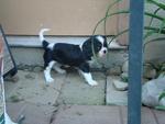 Tommy - Cavalier King Charles Spaniel Dog