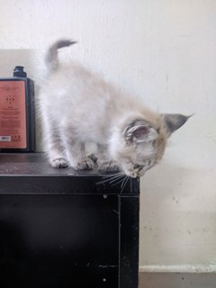 Lala - Domestic Short Hair Cat