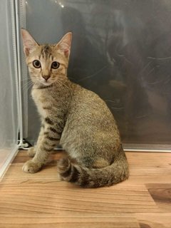 Genny - Domestic Medium Hair Cat