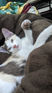 Junior, Pastel And Explorer - Domestic Short Hair Cat