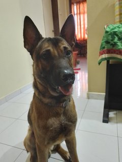 Mito - German Shepherd Dog Mix Dog