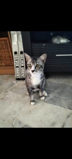 Joven 1 - Domestic Short Hair Cat