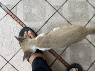 Minnie - Domestic Short Hair + Siamese Cat