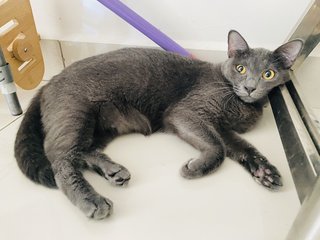 Zai Zai &amp; Lui Lui - Domestic Medium Hair Cat