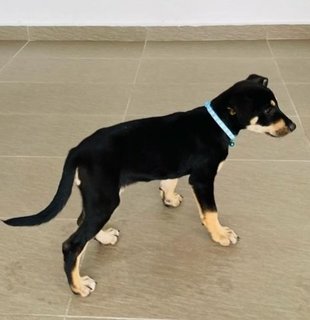 Joel &amp; Zoey - Australian Kelpie Mix Dog