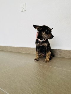 Joel &amp; Zoey - Australian Kelpie Mix Dog