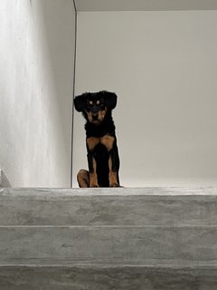 Cincau - Mixed Breed Dog