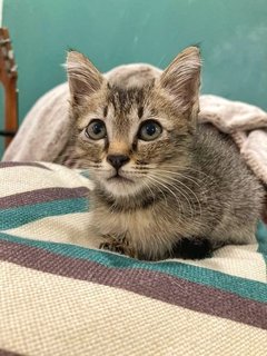 Twiggy  - Domestic Short Hair Cat