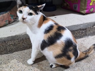 Mami &amp; Comot 💕 - Domestic Short Hair Cat