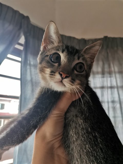 Soju - Domestic Short Hair Cat