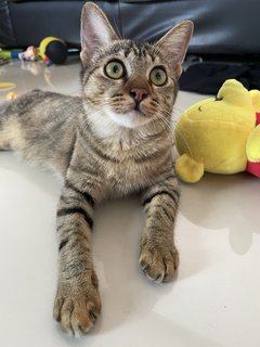 Momo - Domestic Short Hair Cat