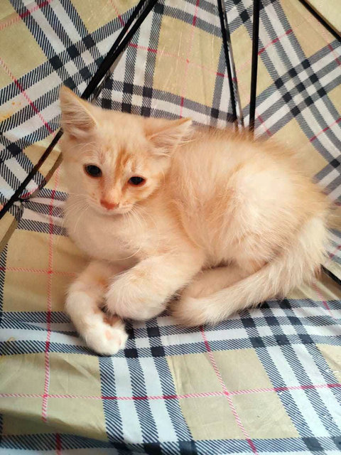 Oyens &amp; Mama Grey  - Domestic Short Hair Cat