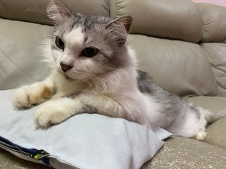 Duffy - Siberian Cat