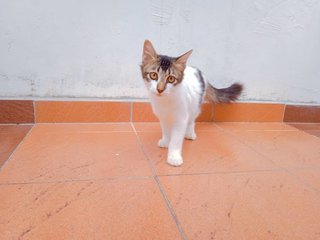 Joey &amp; Jacky - Domestic Medium Hair Cat