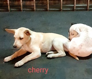 Cherry - Mixed Breed Dog