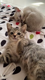Baby And Kiko - Domestic Short Hair Cat