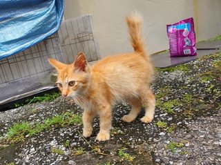 Tabby - Domestic Medium Hair + Domestic Long Hair Cat