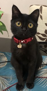 Zova - Domestic Short Hair Cat