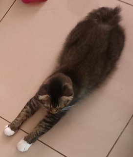 Rambo - Domestic Medium Hair + Bobtail Cat