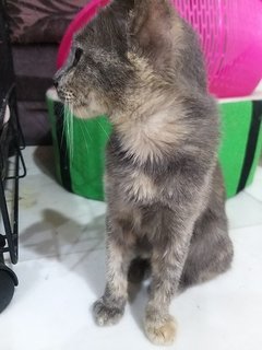 5  Months Grey Calico  - Calico Cat