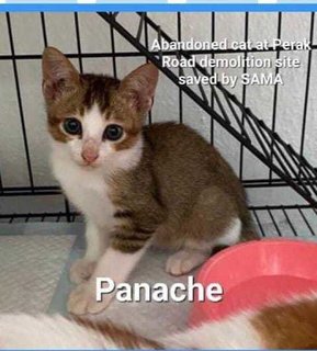 Baby Panache  - Domestic Short Hair Cat
