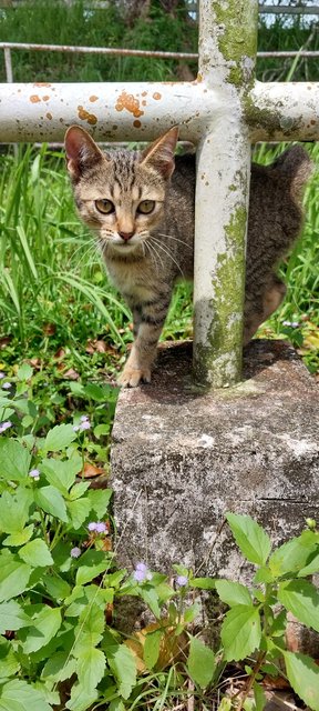 Leo - Domestic Short Hair Cat